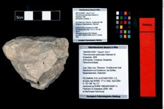 Foto (Objekt + Etikett) von Tithonohomola tuberculata (Feldmann & Schweitzer, 2009)  (NHMW-GEO-1990-0041-4001)